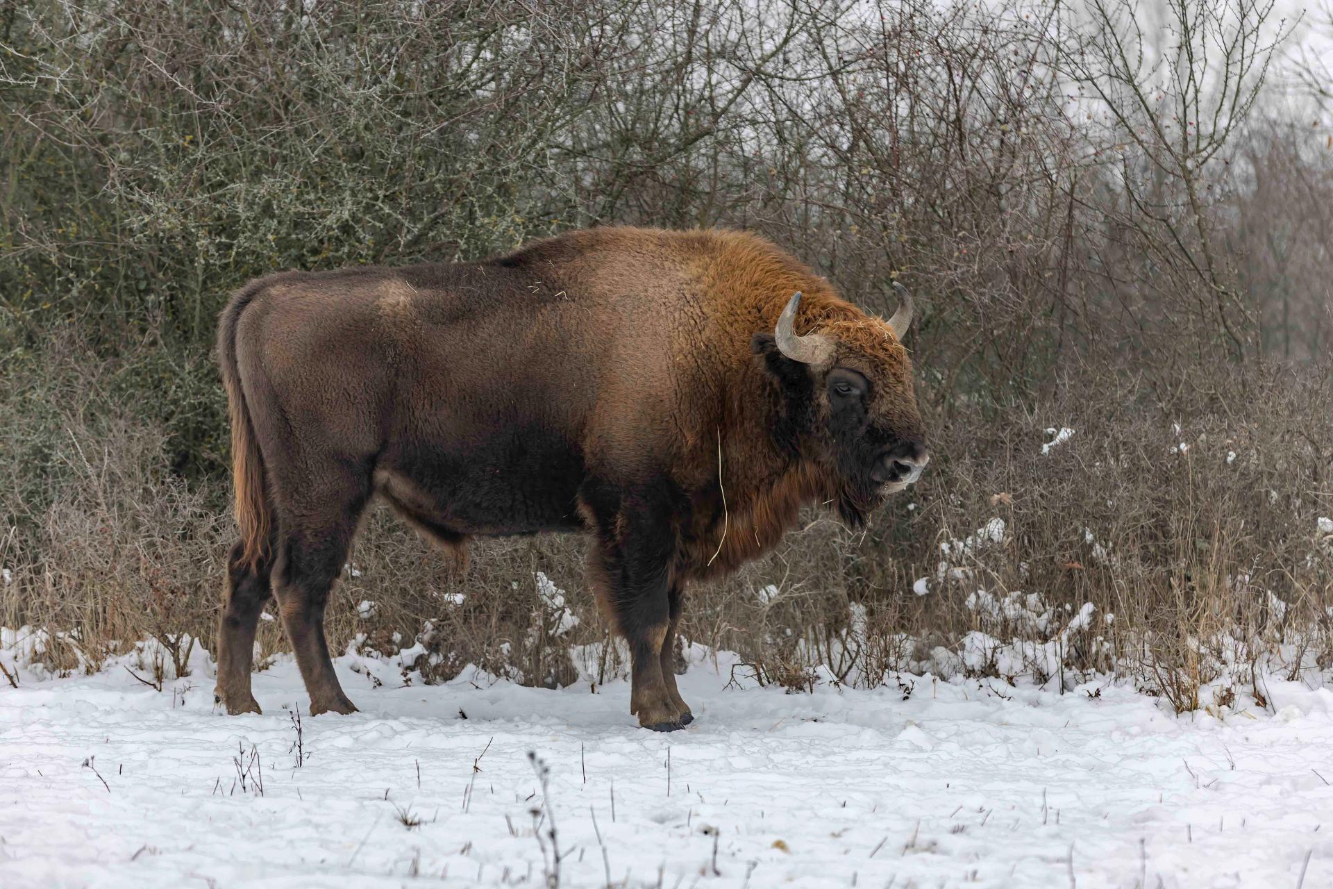 Tovább erősödik a természetvédelem az Őrségi Nemzeti Parkban