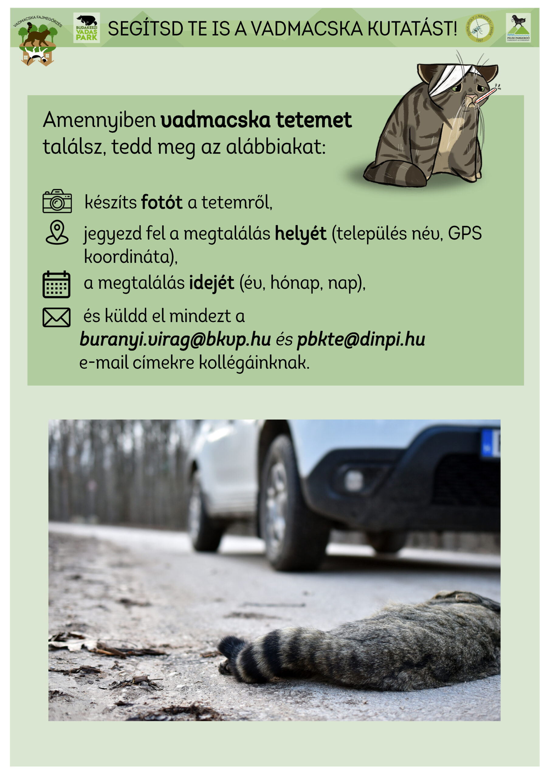 Óvatosság az utakon, a Budakeszi Vadaspark a vadmacskák védelmére hívja fel a figyelmet