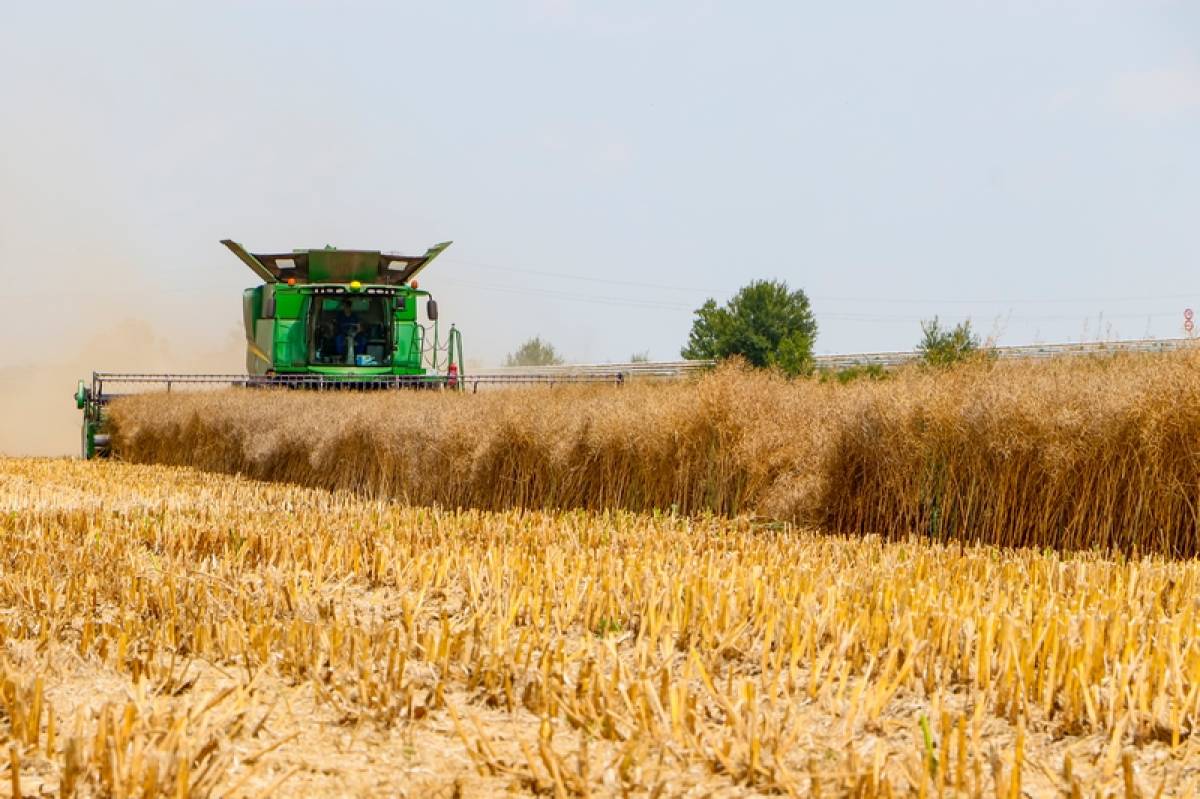 Exportra is jut idén búzából