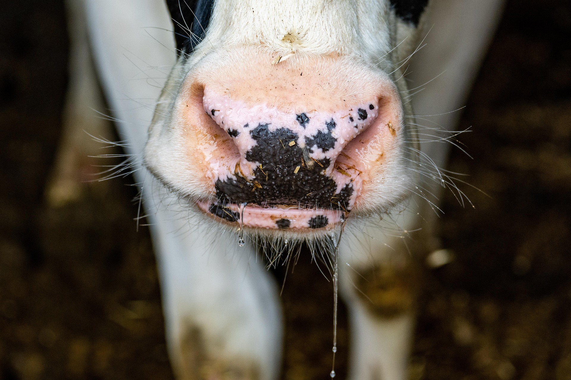 Bizonytalan évkezdet az állattenyésztésben, óvatos optimizmussal