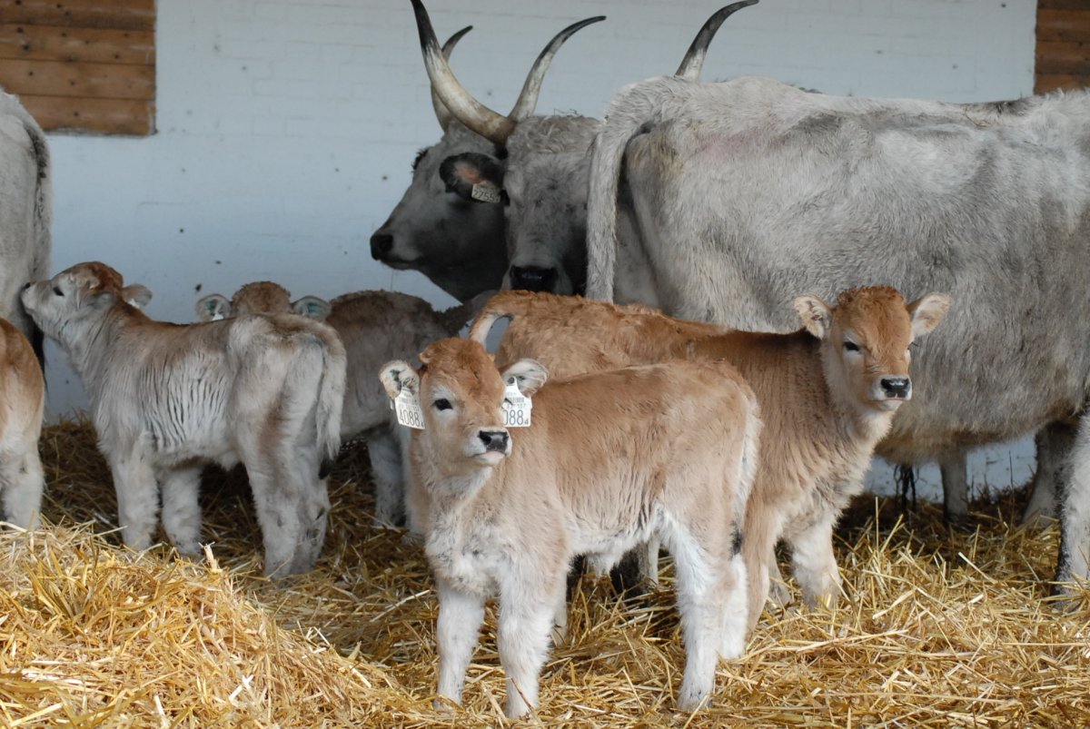 Pirók borjúból ezüstszürke, így változik a magyar szürke szarvasmarha színe