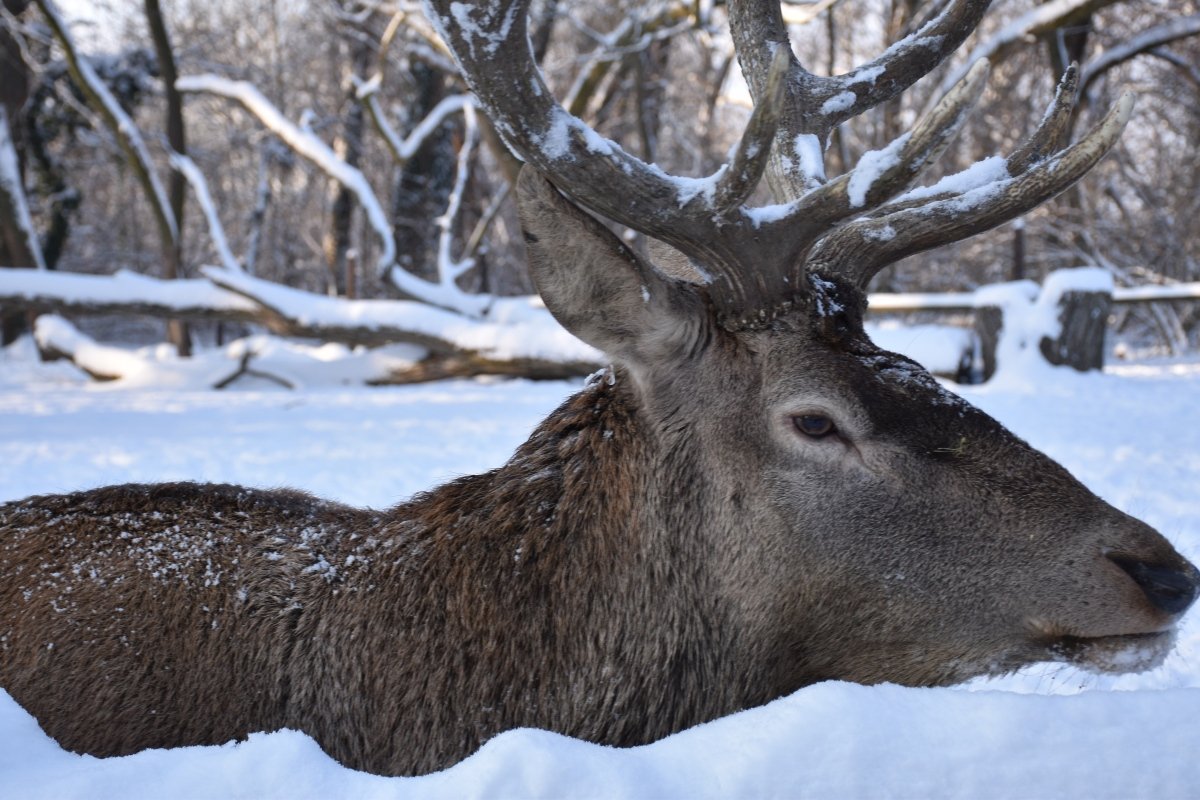 Mindenkit vár a Körösvölgyi Állatpark téli csodavilága