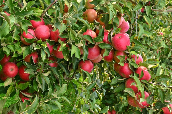 Lengyel mintára lehet jó a hazai alma ágazat