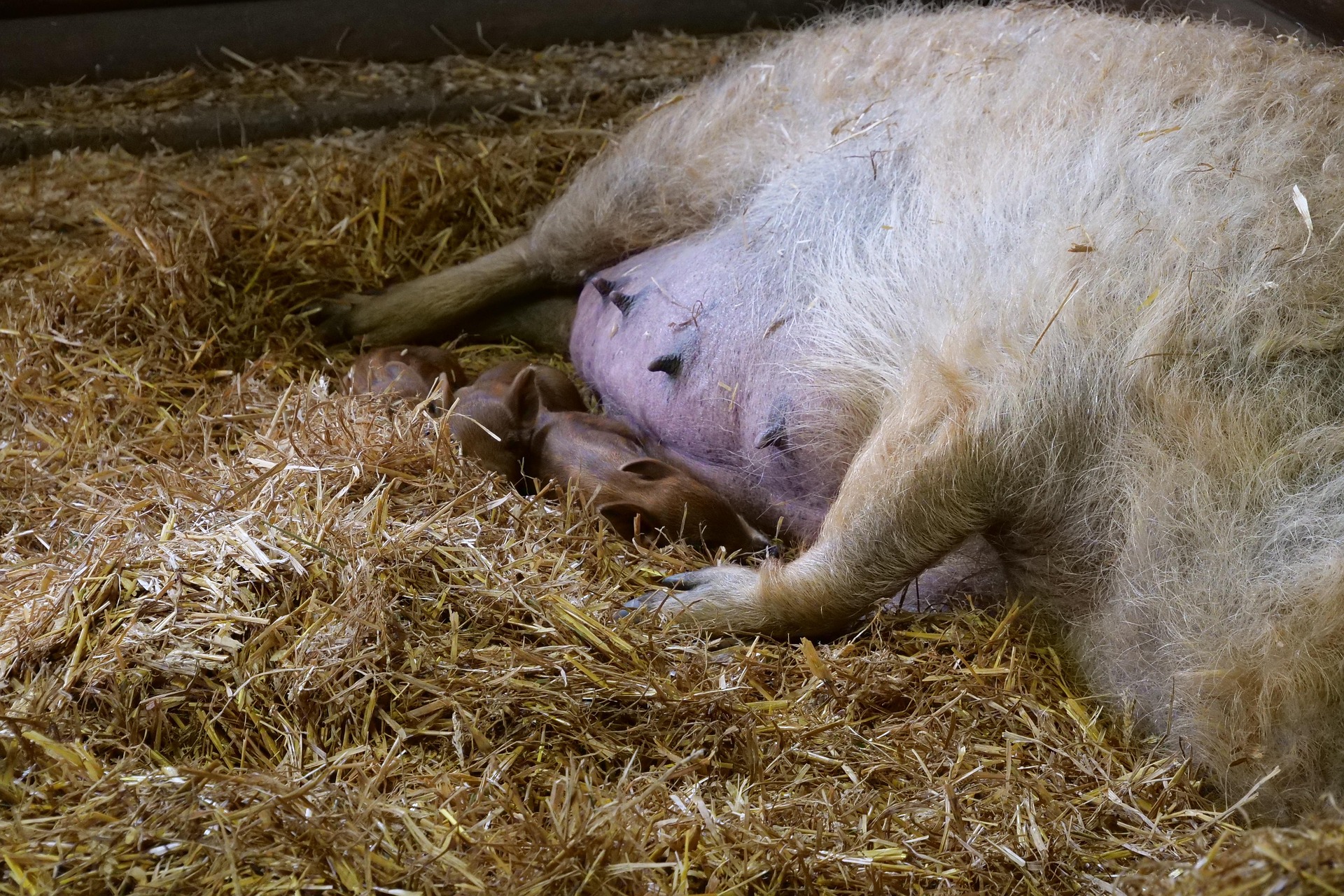 A járványok ellenére stabil az őshonos állomány