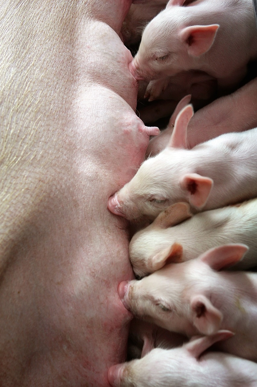 Aujeszky betegséget mutattak ki Somogyban