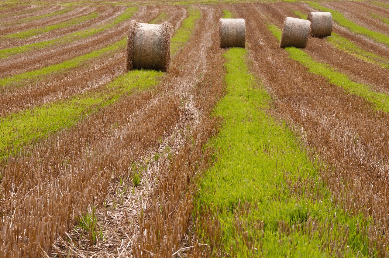 A regeneratív mezőgazdaság hatékony eszköz a szárazság ellen
