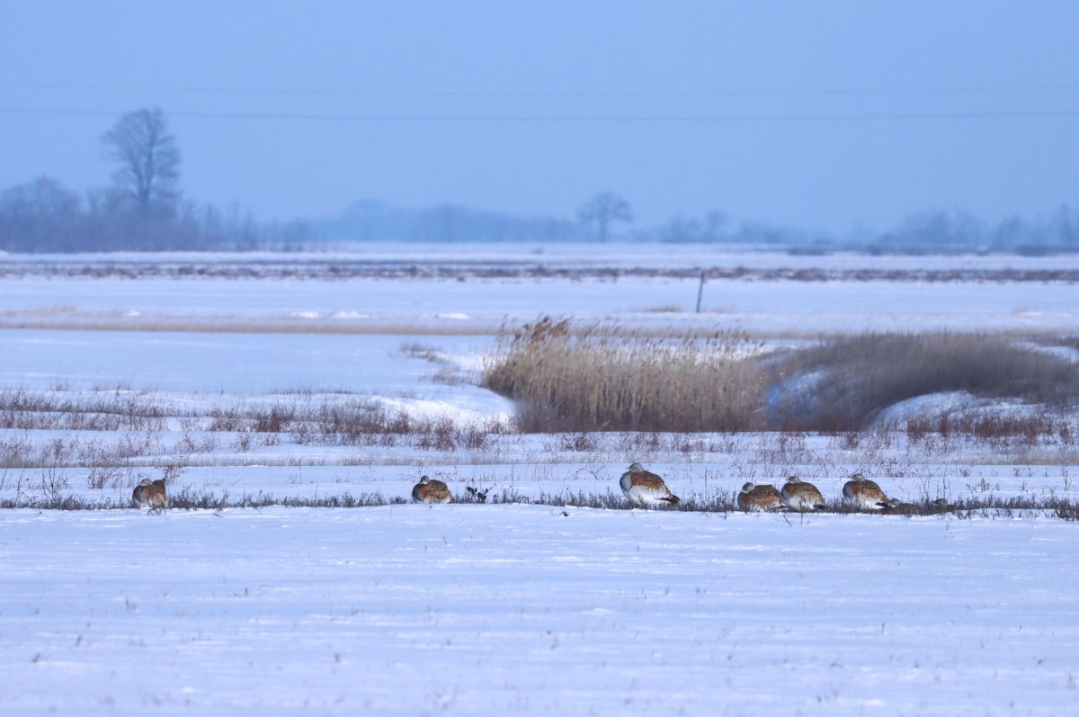 Jelentős növekedést mutat a túzokok száma Dévaványa körül
