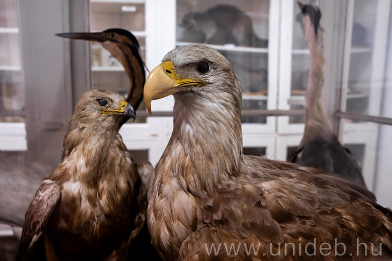 Határon átnyúló összefogás a vadállomány védelméért