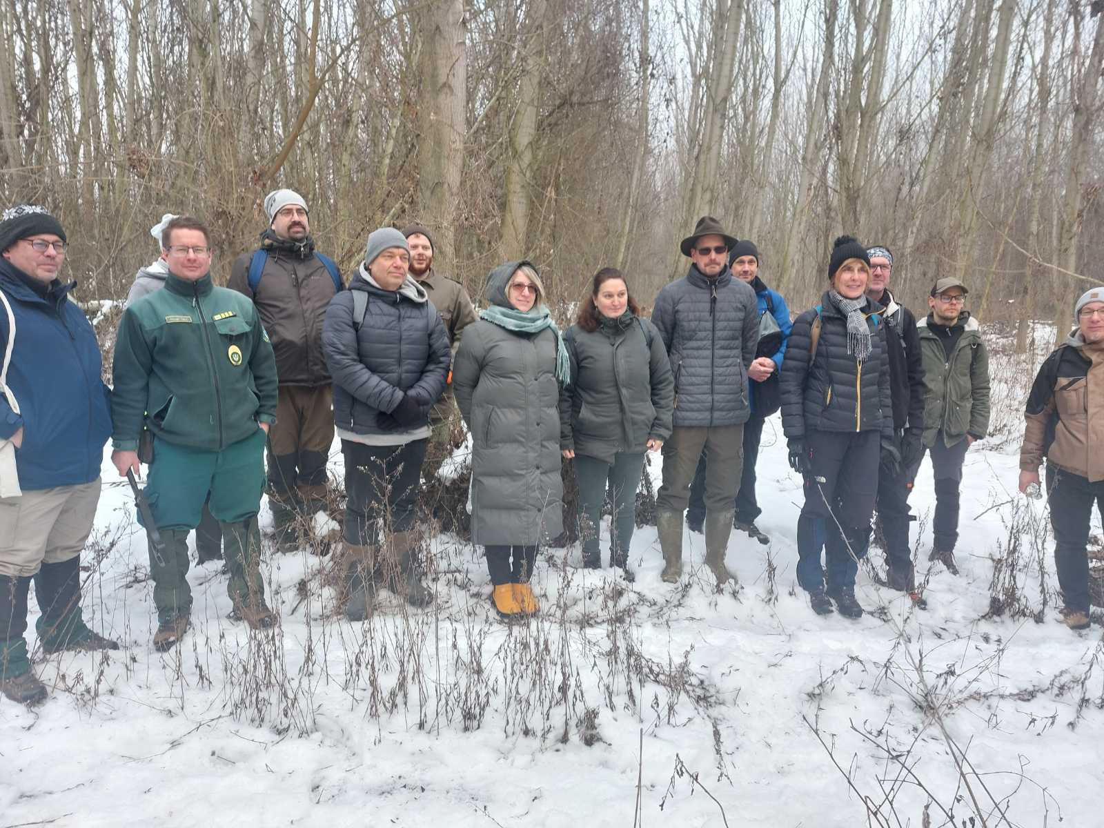 A fekete galagonya megóvásáért irtják a vadszőlőt a Csepel-szigeten