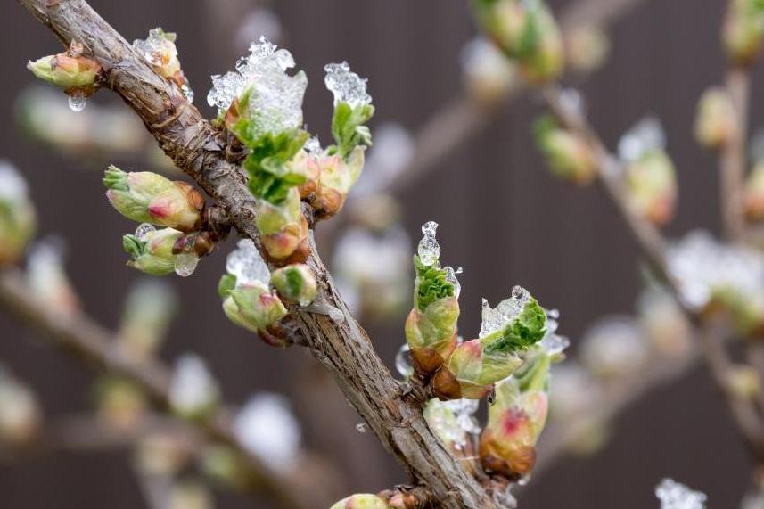 Támogatás nyílik a fagykárt szenvedett ültetvények megújítására