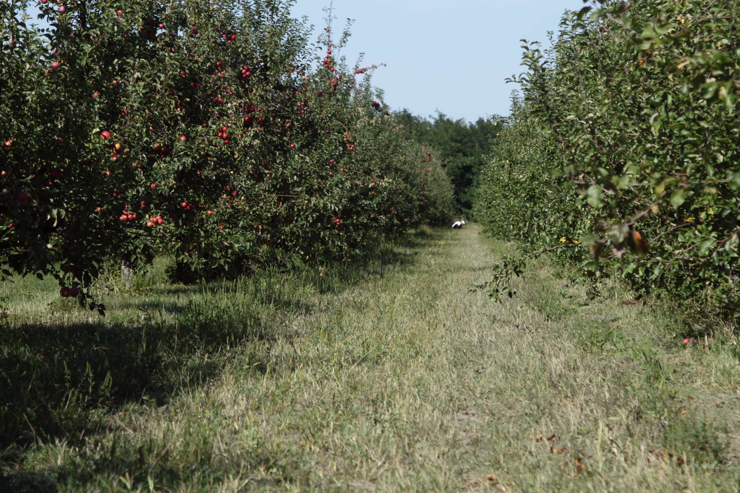 Állást foglalt az ÖMKI az almabotrányban