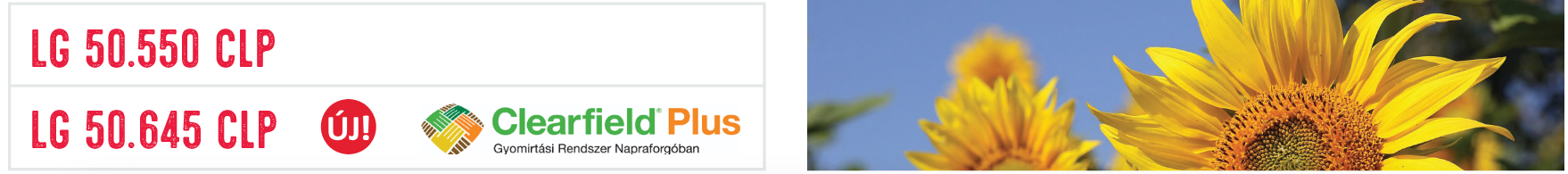 Ön már tudja, melyik napraforgó hozza a legtöbbet idén?