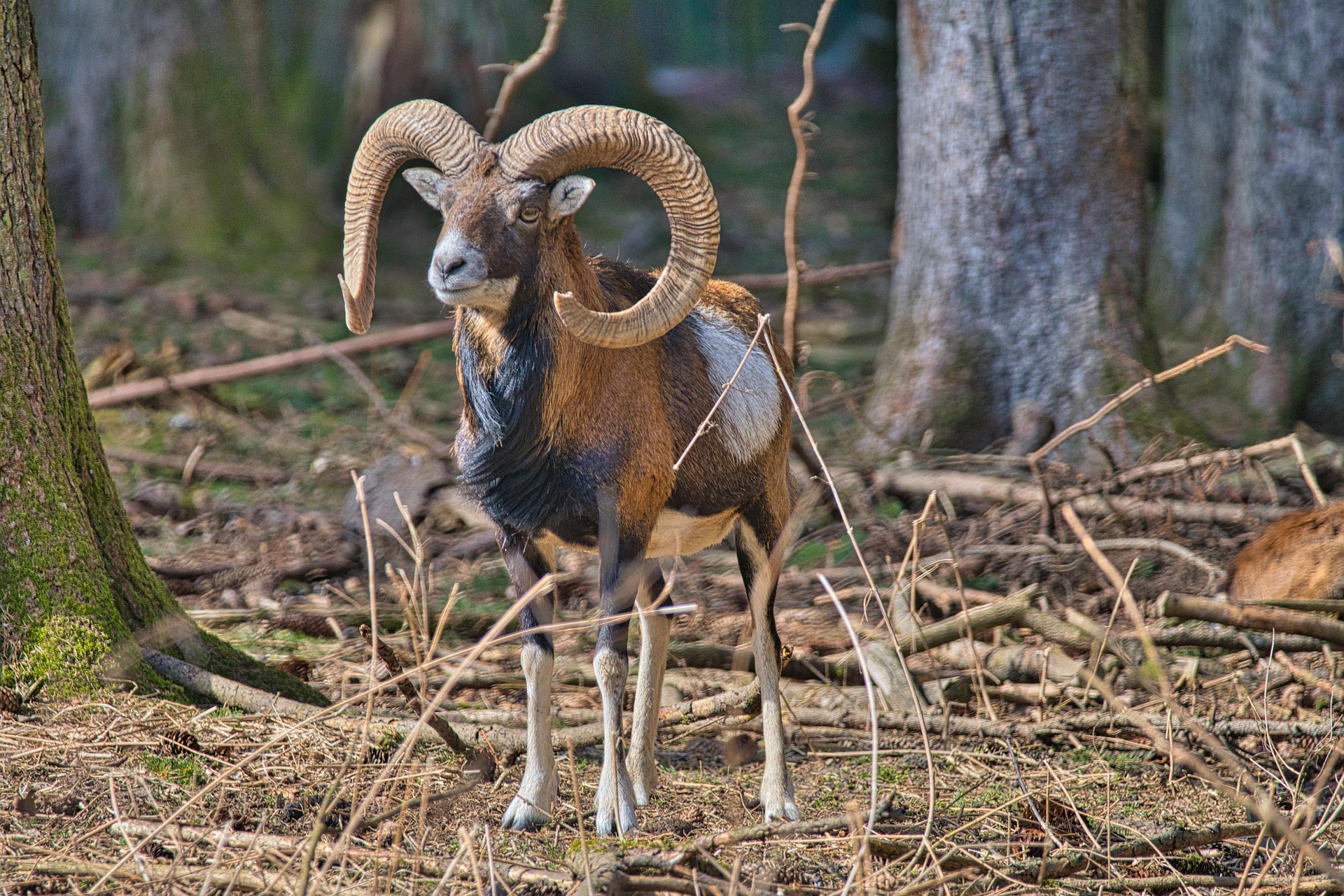 Párzási viselkedésmintázatok a Körösvölgyi Állatpark lakóinál