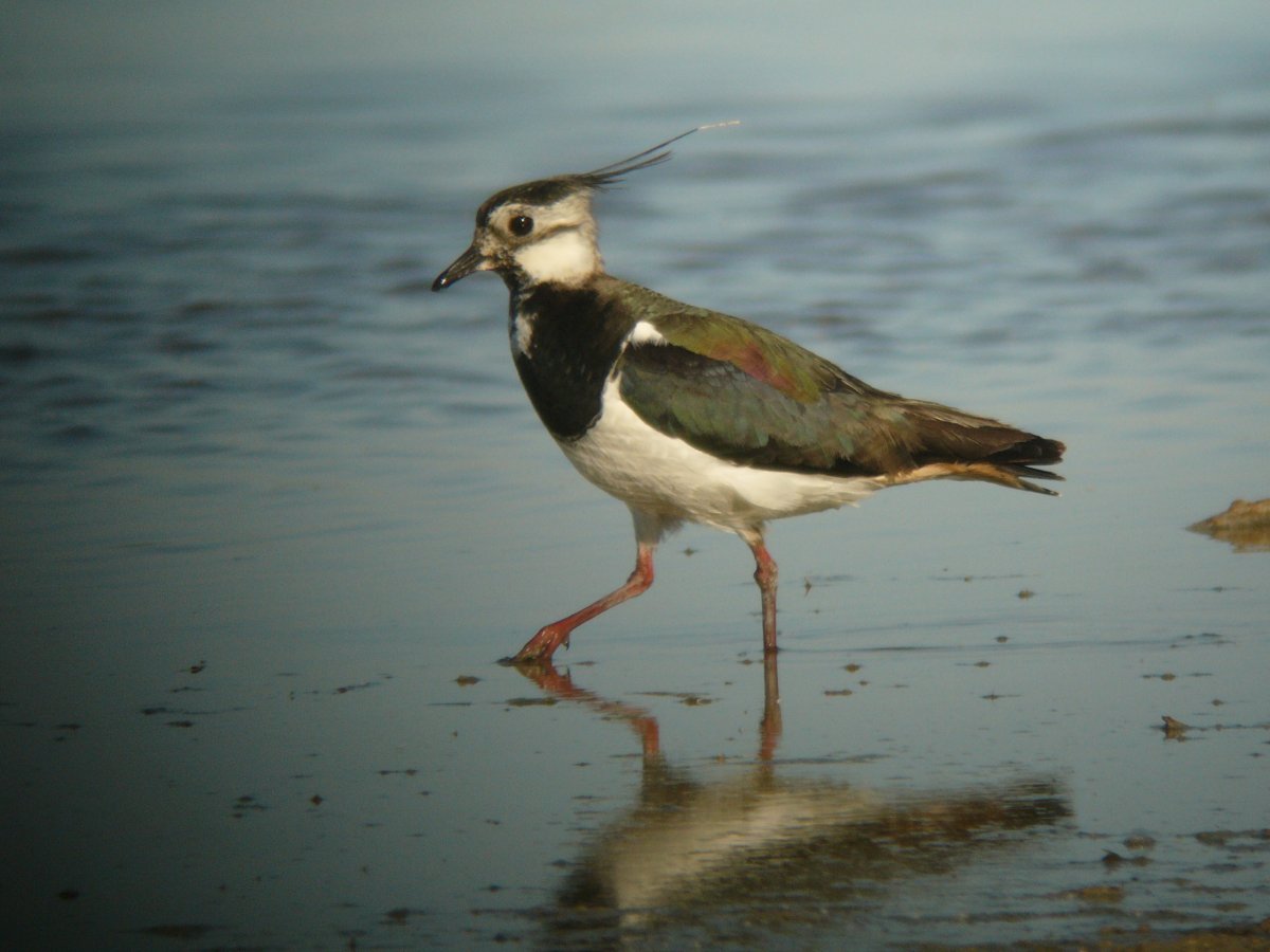 Megérkeztek az aranylilék és a bíbicek Kardoskútra