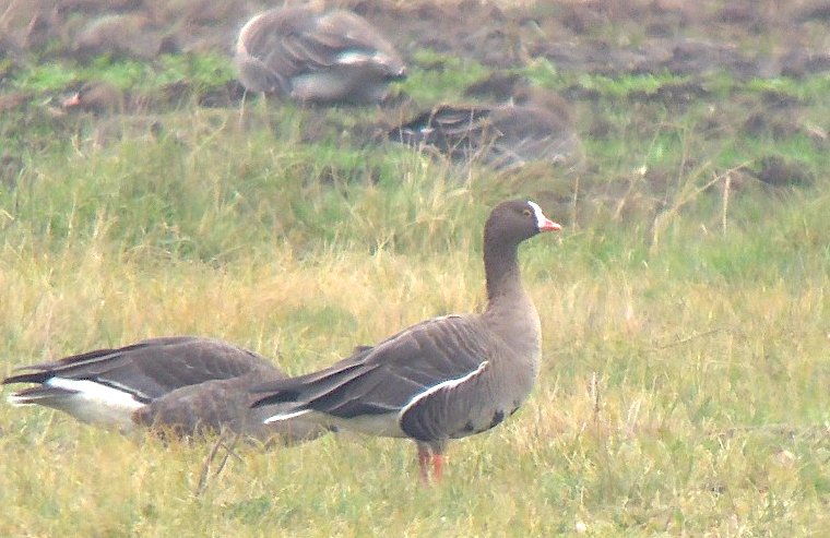 Ritka vadlúdfajok jelentek meg a kardoskúti Fehér-tónál