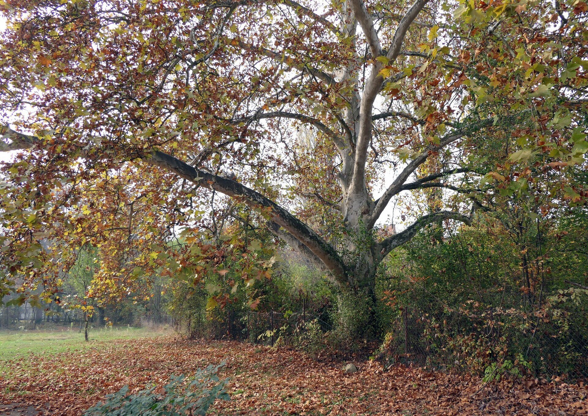 Magyar fa az Európai Év Fája jelöltjei között