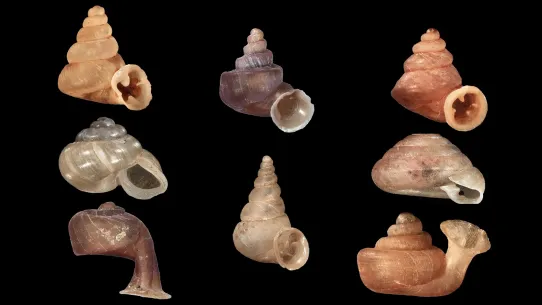 Kilencven új állatfajt fedeztek fel a HUN-REN ATK kutatói 2025-ben