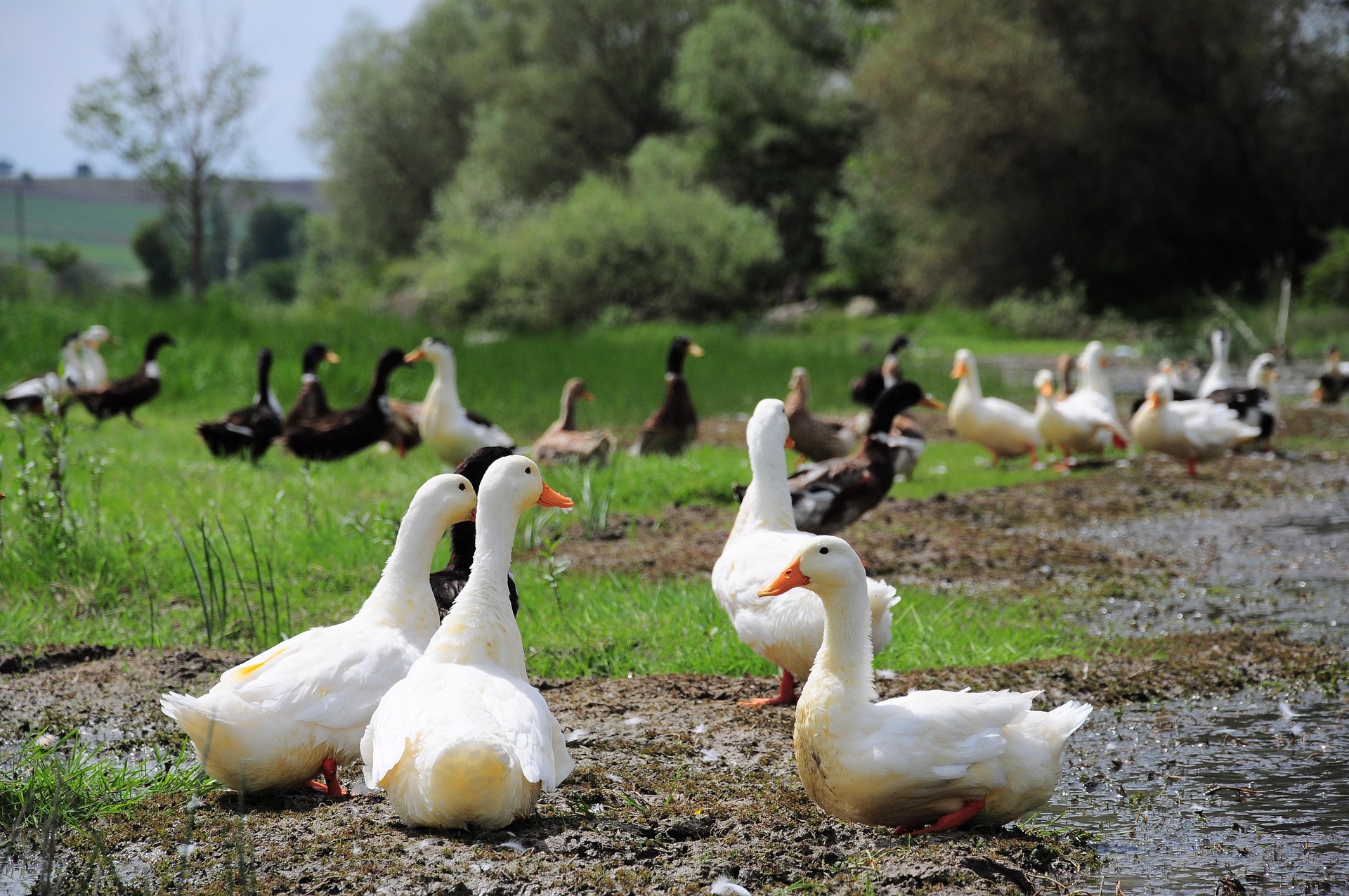 Bács-Kiskun vármegyében is igazolódott a madárinfluenza jelenléte