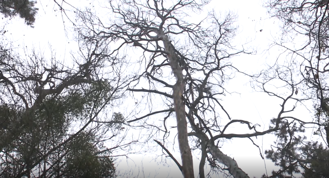 Megújul a tatai tó melletti városierdő