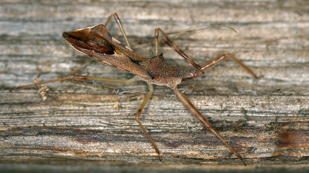 Terjed a tüskés rablópoloska Magyarországon