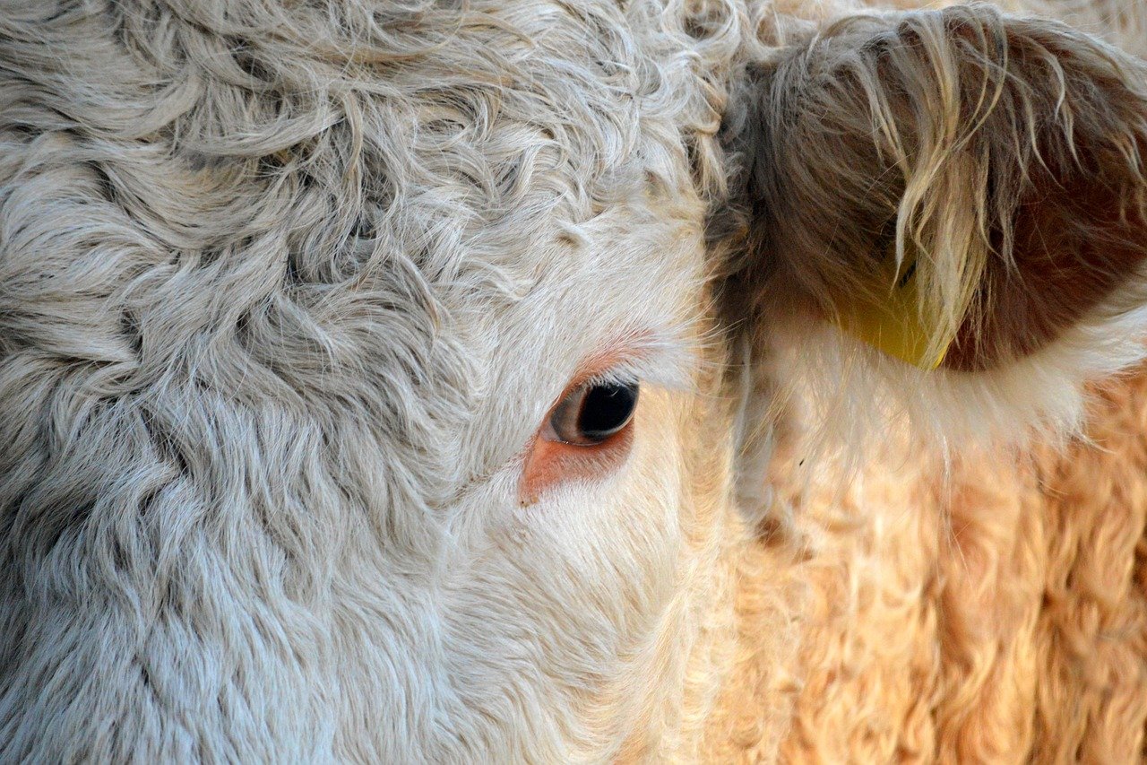 Március végéig tart az ENAR-adategyeztetés az állattartók számára