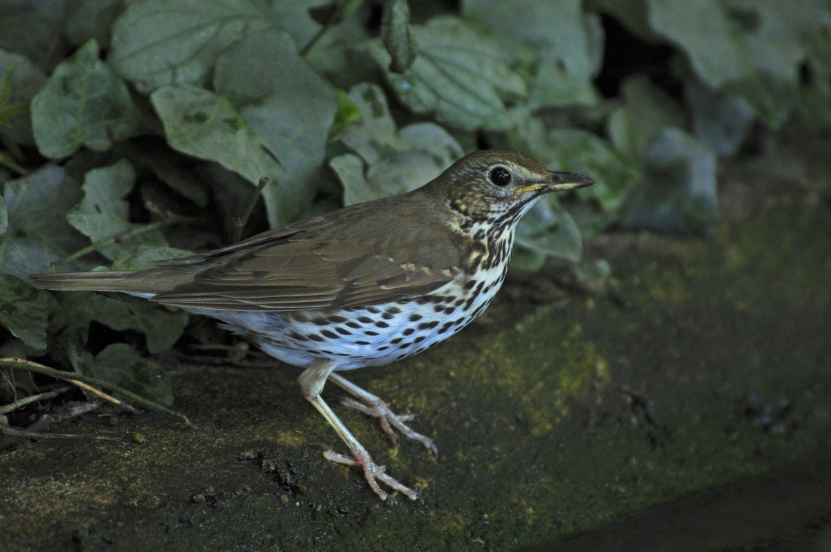 Megérkeztek a tavasz hírnökei a Körös-Maros Nemzeti Parkba