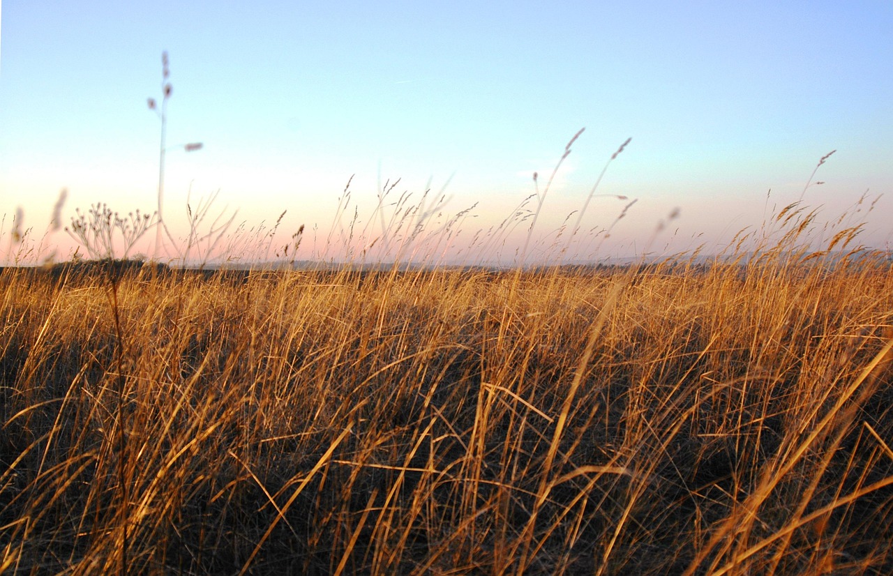 Így lehet enyhíteni a homokhátság krízisét