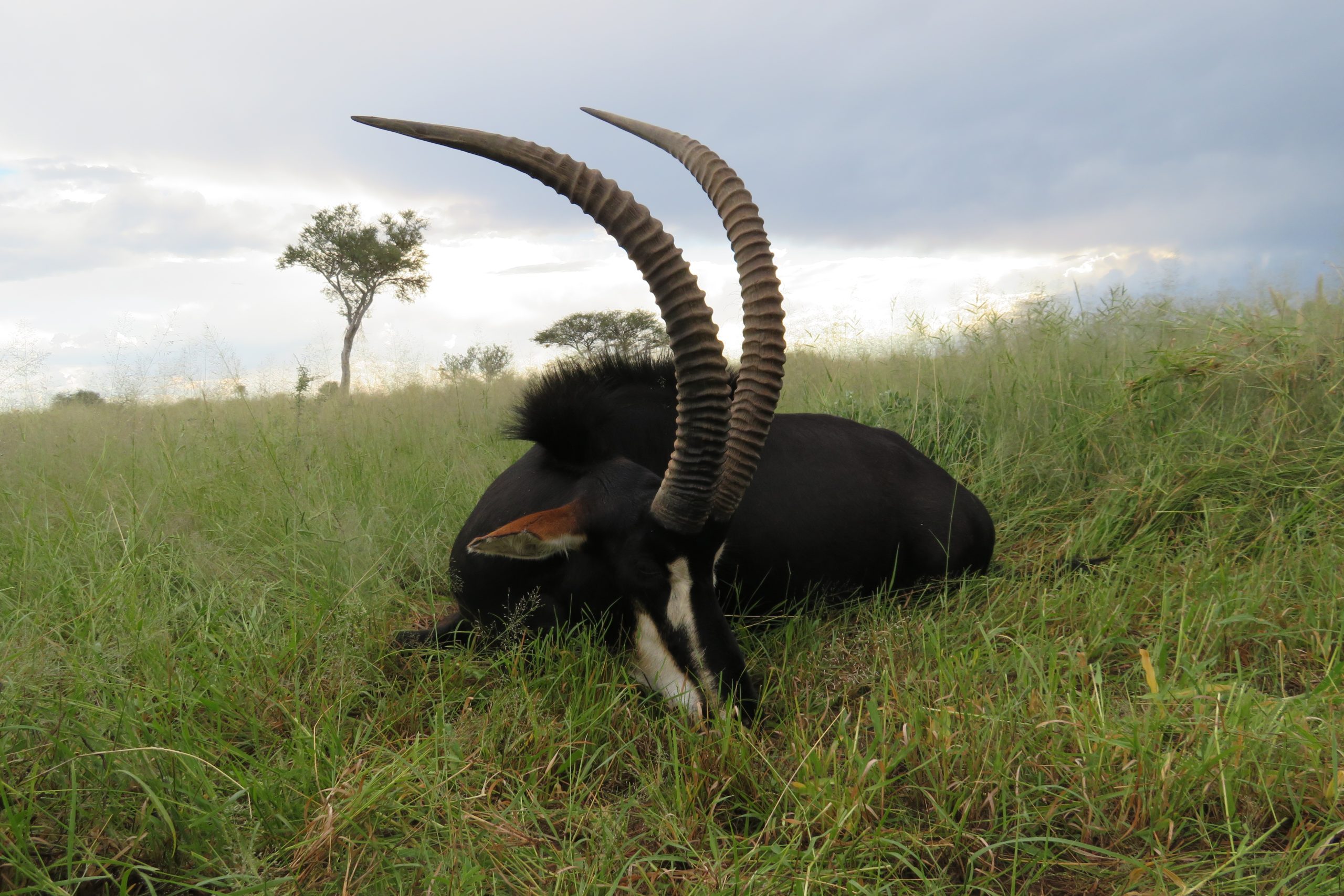 Válogatás a gondosan őrzött genetikából: Piet du Toit-tal vadásztam