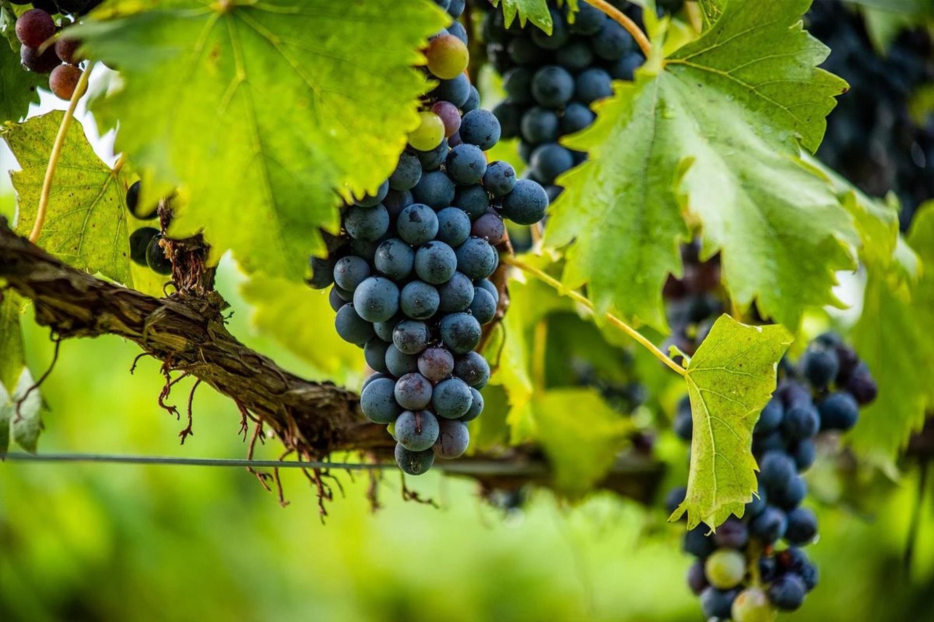 Mathiász János, aki világhírűvé tette a magyar csemegeszőlőt